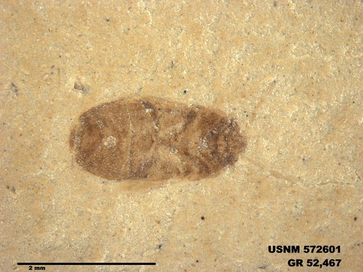 Genus sp