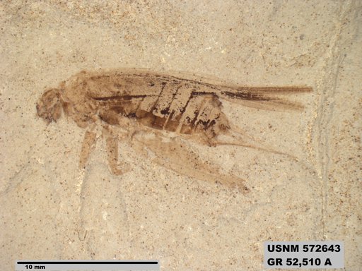 Genus sp