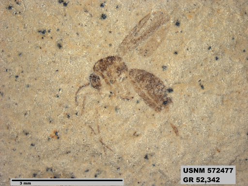 Tipula sp