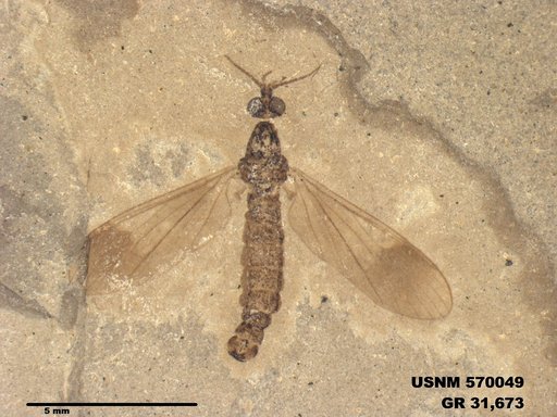 Insecta