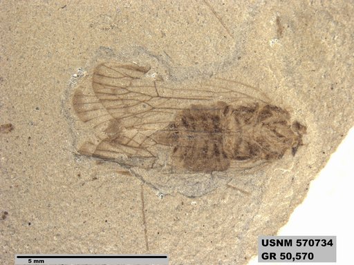 Tipula sp