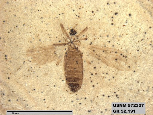 Genus sp