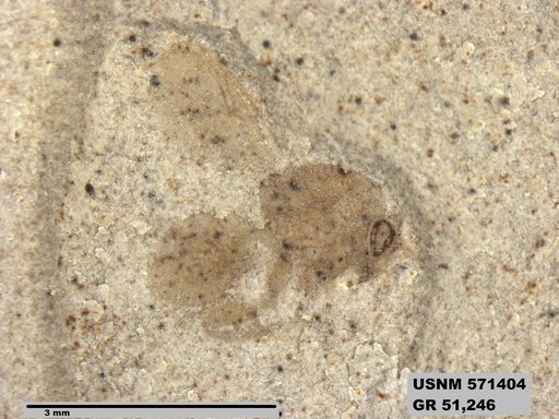 Insecta