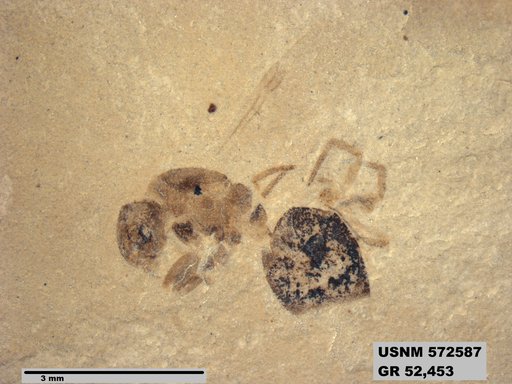 Insecta