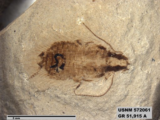 Genus sp