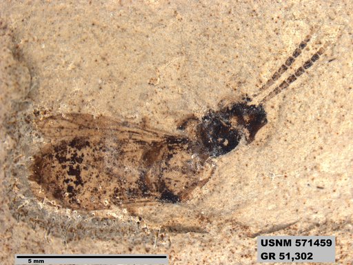 Insecta