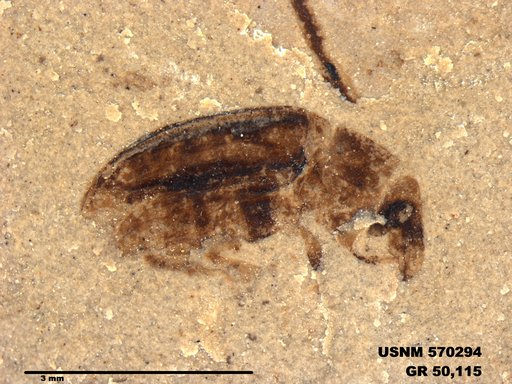 Genus sp