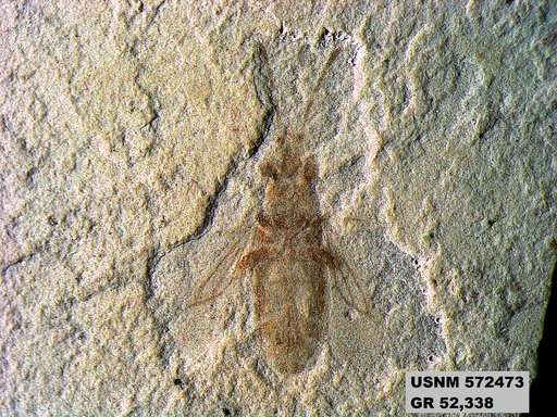 Tipula sp