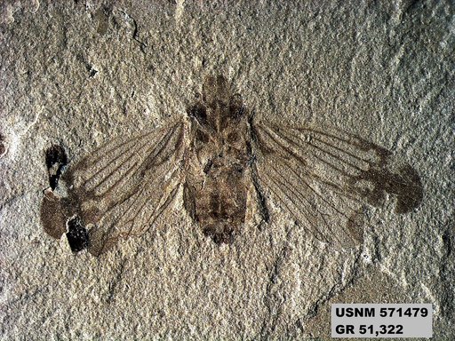 Genus sp