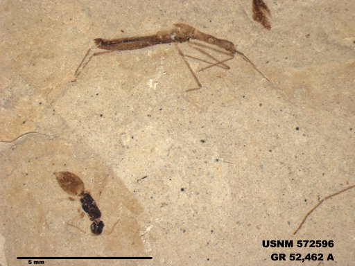 Genus sp