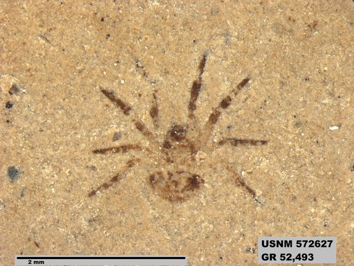 Genus sp