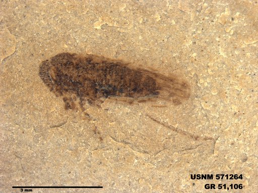 Genus sp
