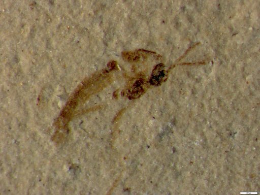 Genus sp