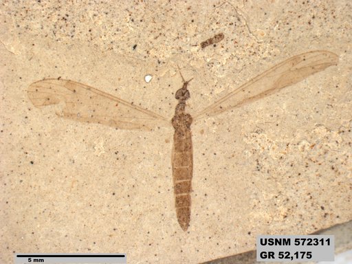 Genus sp