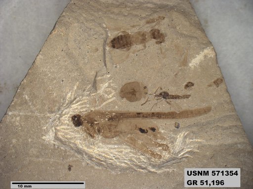 Eotetrix unicornis