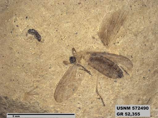 Genus sp