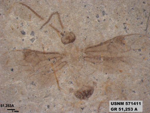 Genus sp