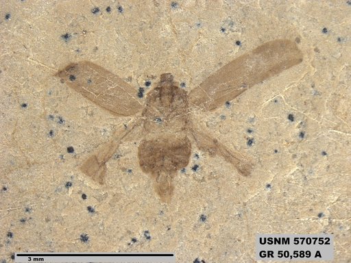 Genus sp