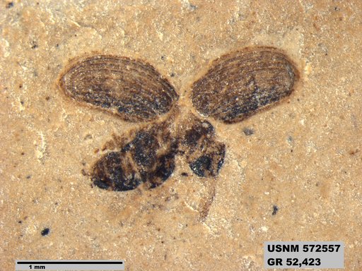 Insecta