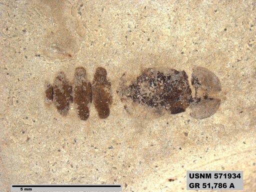 Genus sp