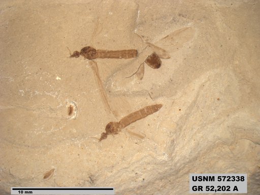 Genus sp