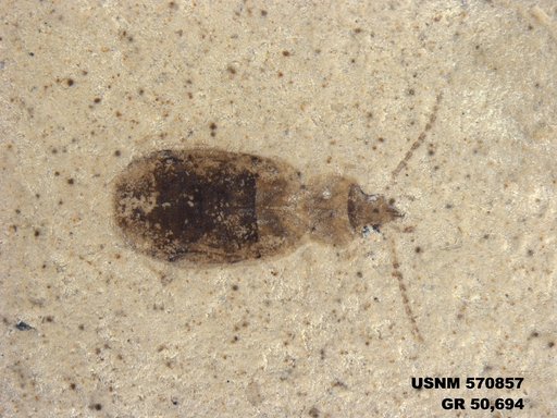 Insecta