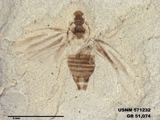 Genus sp
