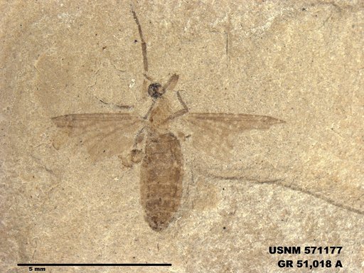 Insecta