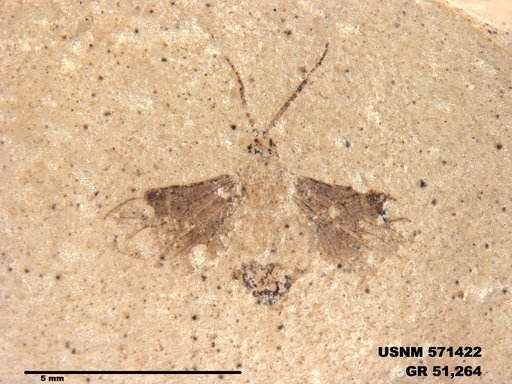 Insecta