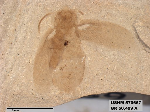 Blaberid sp