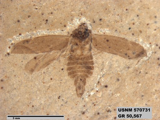 Genus sp