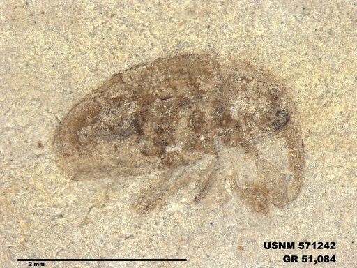 Genus sp