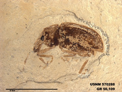 Genus sp