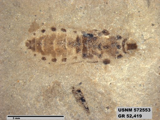 Genus sp