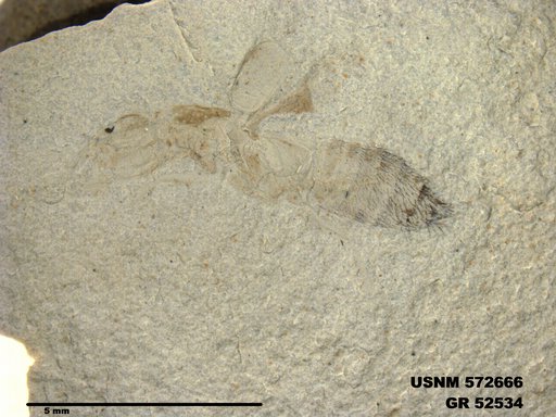 Insecta