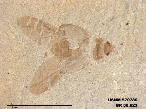 Insecta