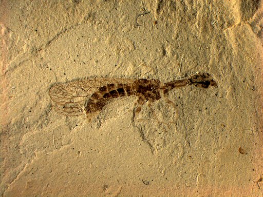 Agulla protomaculata