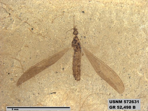 Genus sp
