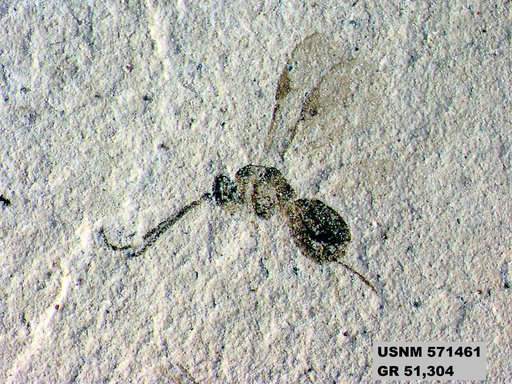 Insecta