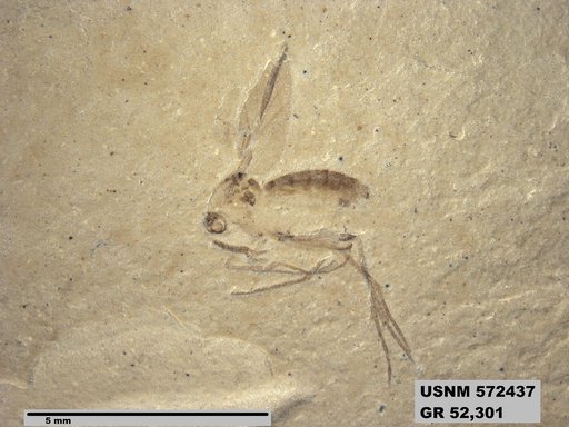 Genus sp