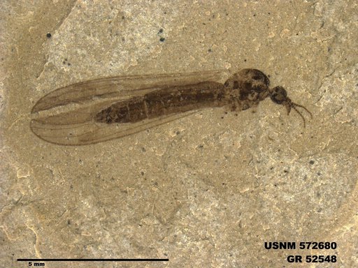 Genus sp