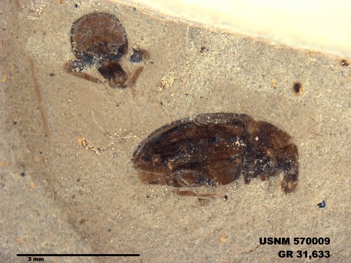 Tipula sp