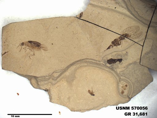 Insecta