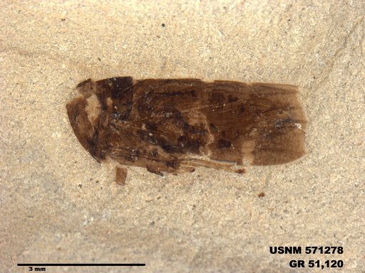 Genus sp