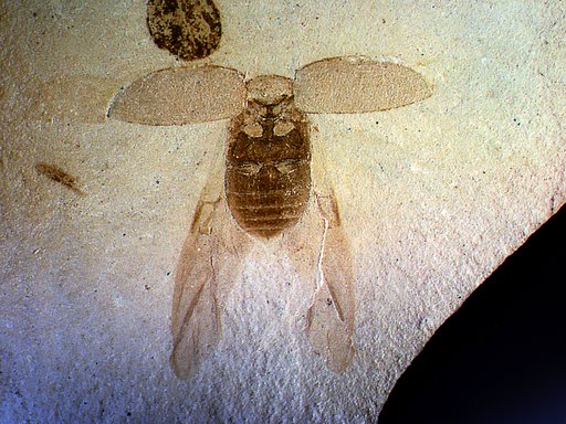 Insecta