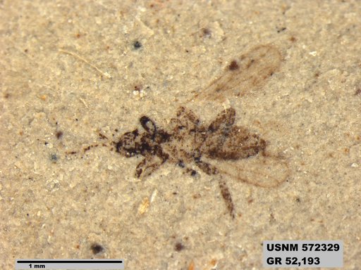 Insecta