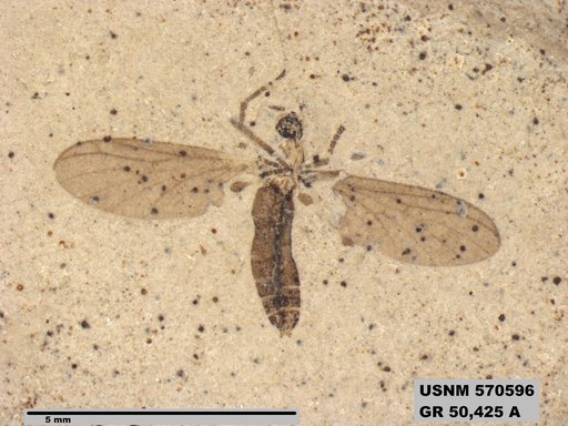 Insecta
