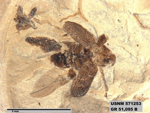 Genus sp