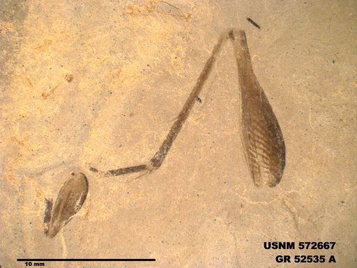 Genus sp