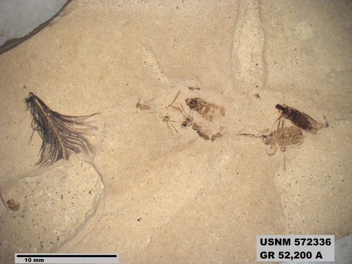 Tipula sp